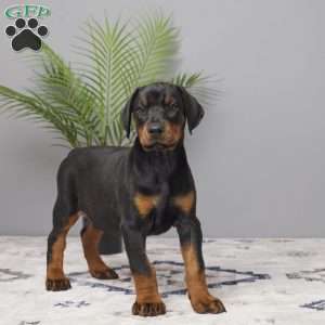 Ollie, Doberman Pinscher Puppy